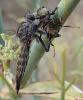 Machimus gonatistes